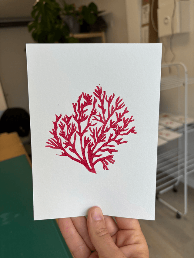 Le corail "mini"